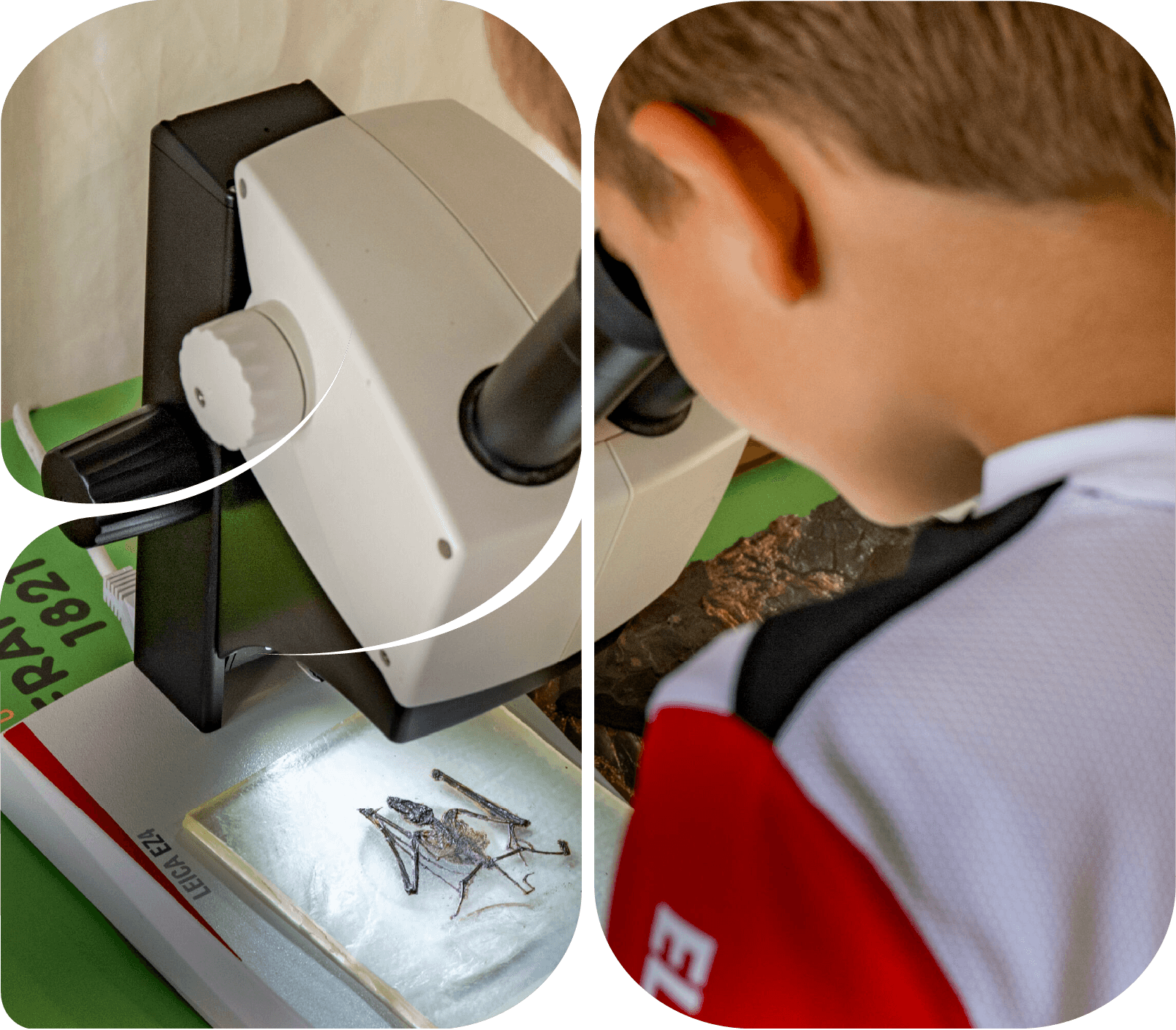 Alternative Text missing